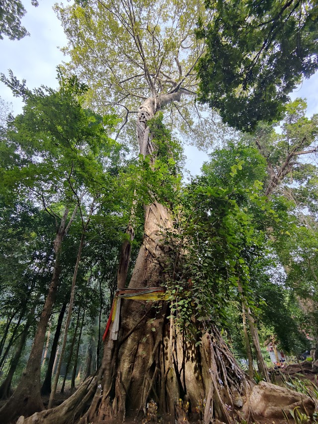Vat Paa Forest, Buddha and Mystery Cave