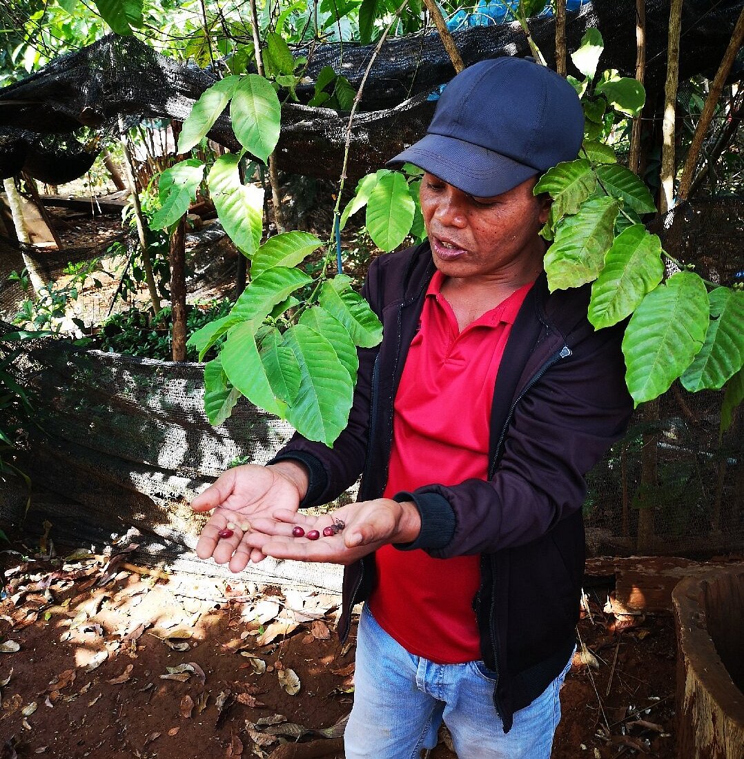 Coffee from Tree to Cup with Mr Vieng